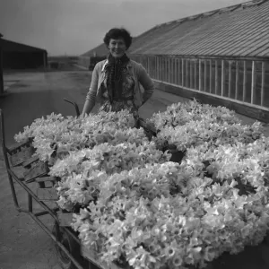 Trainee horticulturist seen here with daffodils which have been grown under glass Trainee horticulturist seen here with daffodils which have been grown under glass