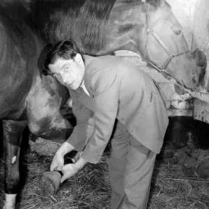 Trainer slips on the boots'that stop a valuable horse from kicking its own Trainer slips on the boots'that stop a valuable horse from kicking its own