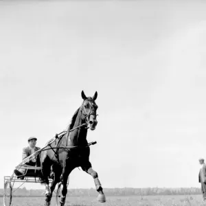 Training for the trotting race to be held at the Birmingham Show, Wisemore Training for the trotting race to be held at the Birmingham Show, Wisemore
