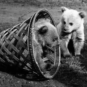 How to trap a couple of bouncing baby Syrian bears while you take their picture How to trap a couple of bouncing baby Syrian bears while you take their picture