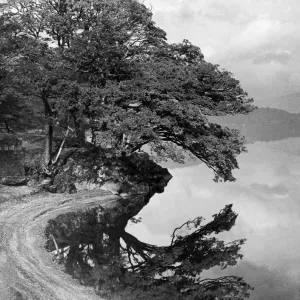 Tree reflected in the still waters of Loch Lomond near Luss. 31st October 1953 Tree reflected in the still waters of Loch Lomond near Luss. 31st October 1953