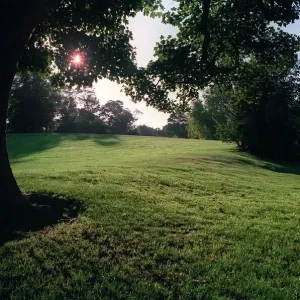 Trees in park at Sundown in Essex