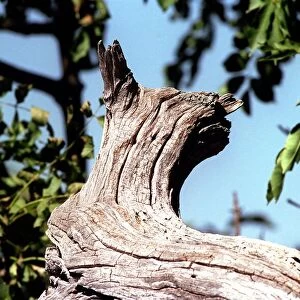 Trees Wood shaped like Cat on an old tree in the mountains of Lazio Italy