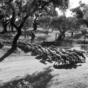 A black and white photograph print of sheep in a Portuguese grove