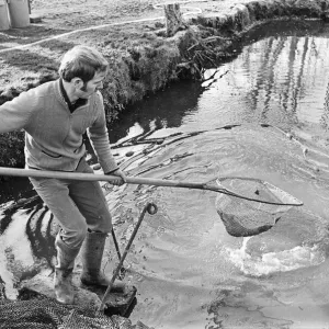 Trout farmer breeding trout. 13th February 1976 Trout farmer breeding trout. 13th February 1976