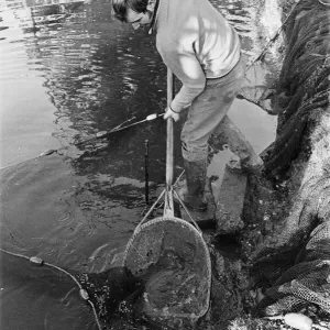 Trout farmer breeding trout. 13th February 1976 Trout farmer breeding trout. 13th February 1976