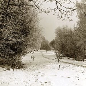 Tunbridge Wells Common Weather - Winter Snow Trees