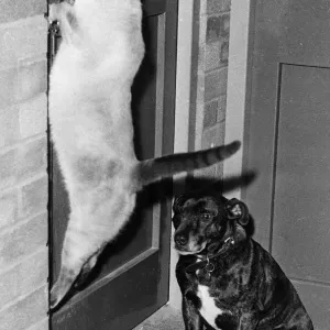 Tuppence the Siamese Cat opening Door 1980 Tuppence the Siamese Cat opening Door 1980