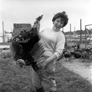 Turkey farm and meat packing factory of John Lintern. General scene in Turkey farm and meat packing factory of John Lintern. General scene in