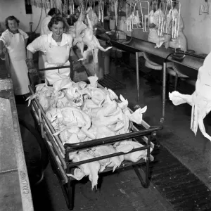 Turkey farm and meat packing factory of John Lintern. General scene in Turkey farm and meat packing factory of John Lintern. General scene in