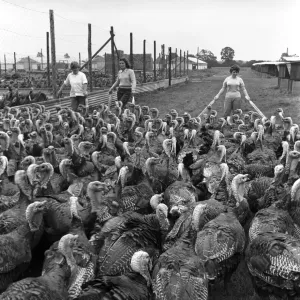 Turkey farm and meat packing factory of John Lintern. General scene in Turkey farm and meat packing factory of John Lintern. General scene in