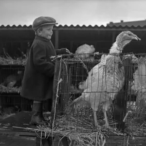 Turkeys destine for the Christmas Day table and a young farmers boy at the Cambridge Fat Turkeys destine for the Christmas Day table and a young farmers boy at the Cambridge Fat