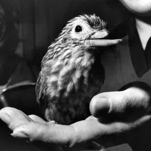 Twiggy - un oiseau de feuilles vertes et grises âgé de six mois provenant du Siam était confronté à une triste mutilation.