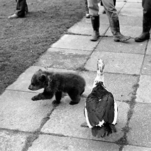 Twin Brown Bears. Little bear is chased by a large bird. March 1975 75-01620-009
