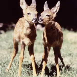 Twin Deer at Dartmoor Wildlife Park August 1984