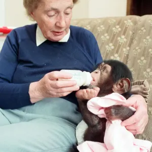 Il giardino zoologico di Twycross dove il piccolo scimpanzé Tommy (3 mesi) è nutrito da Nathalie Evans. Il giardino zoologico di Twycross dove il piccolo scimpanzé Tommy (3 mesi) è nutrito da Nathalie Evans.