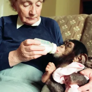 Twycross Zoo where baby chimp Tommy (3 months) is fed by Nathalie Evans Twycross Zoo where baby chimp Tommy (3 months) is fed by Nathalie Evans