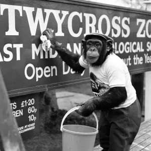 L'une des chimpanzés du zoo de Twycross aidant à la propreté printanière autour du zoo.