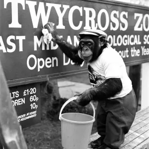 One of the Twycross Zoo Chimpanzees helping with a Spring clean around the zoo One of the Twycross Zoo Chimpanzees helping with a Spring clean around the zoo