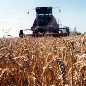 A typical countryside picture showing harvest time and a combine harvester working in a A typical countryside picture showing harvest time and a combine harvester working in a
