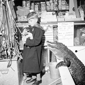 Two of the more unusual resident of this London pet shop eye up a small boy and his dog