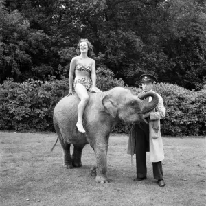 Valli the Elephant Print at Whipsnade Zoo, August 1952 Valli the Elephant Print at Whipsnade Zoo, August 1952
