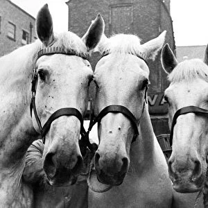 Four of the Vaux Brewery Horses, left to right, Boxer, Lola