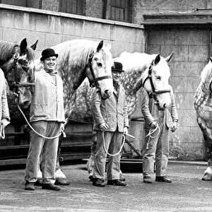 The Vaux Percherons, or dray horses are lined up for inspeciton in 1970