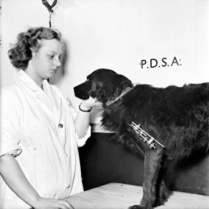 Vet attends to a dog with a broken leg at the P. D. S. A. Centre, Woodford, Essex