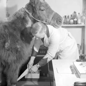 A vet attends to an injured pony by bandaging its leg Circa 1935 A&copy;Mirrorpix