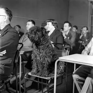 Vicky, a 3 year old Kerry Blue dog patiently attends the lecture at the Coal Utillsation