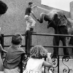 Les visiteurs du zoo de Coventry regardent Sukie l'éléphant savourer sa douche quotidienne. Les visiteurs du zoo de Coventry regardent Sukie l'éléphant savourer sa douche quotidienne.