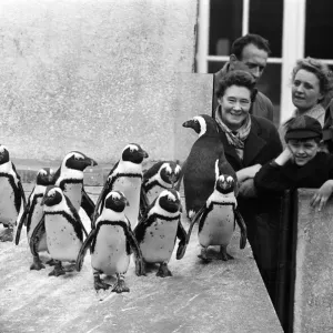 Visitors at London Zoo, 31st March 1959 Print (00909) Visitors at London Zoo, 31st March 1959 Print (00909)
