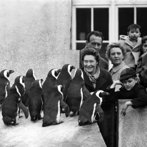 1959 London Zoo Penguin Print 1959 London Zoo Penguin Print