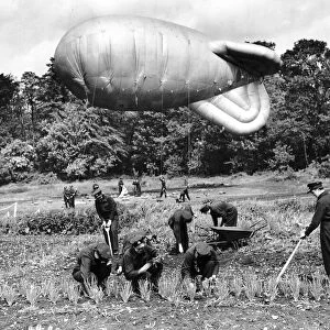 WaFs secure a barrage balloon while others work in a Vegetables garden during WW2 1942