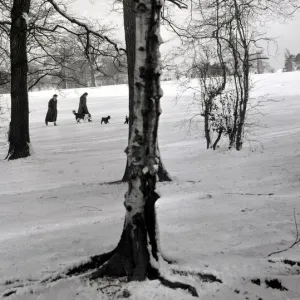 Walking the snow Trees silver birch tree snow snowy weather seasons Walking the snow Trees silver birch tree snow snowy weather seasons