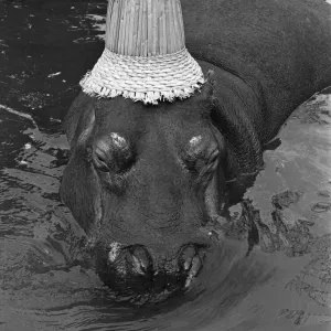 Si vous voulez réussir, obtenez un hippopotame ! Humphrey l'hippopotame est connu pour être de mauvaise humeur. Si vous voulez réussir, obtenez un hippopotame ! Humphrey l'hippopotame est connu pour être de mauvaise humeur.