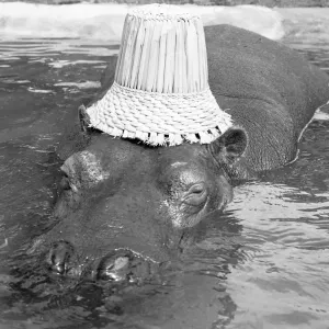 If you want to get ahead, get a hippo! Humphrey the hippo is known as a bad tempered