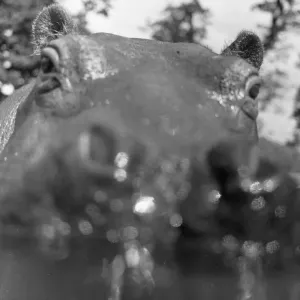 If you want to get ahead, get a hippo! Humphrey the hippo is known as a bad tempered