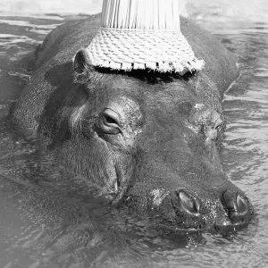 If you want to get ahead, get a hippo! Humphrey the hippo is known as a bad tempered