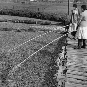 Watercress time. Now is the time of year when watercress is at its best