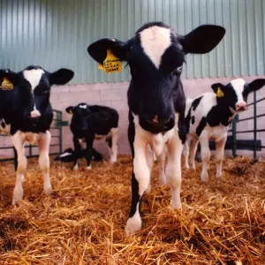 Eight week old calves