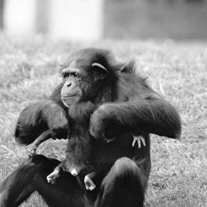 The week old chimpanzee Benson hadn t quite got the hang of suckling up to mum Rosie