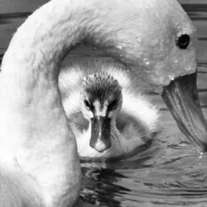 This week old cygnet Print This week old cygnet Print