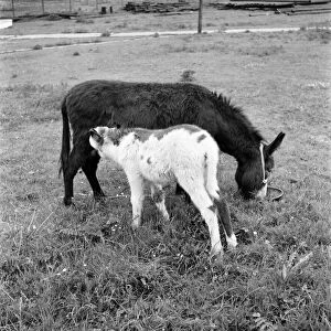 Four week old donkey foal seen here with mother. 1961 C49A-001