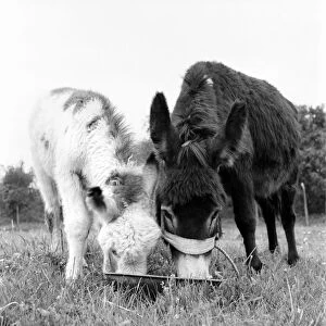 Four week old donkey foal seen here with mother. 1961 C49A-002