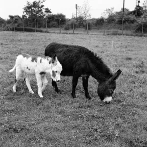 Four week old donkey foal seen here with mother. 1961 C49A-005