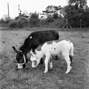 Four week old donkey foal seen here with mother. 1961 C49A-009