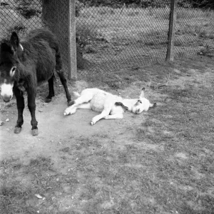 Four week old donkey foal seen here with mother. 1961 C49A