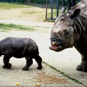 Three week old Indian rhinoceros named Ropen with his mother Roopa at Whipsnade Zoo